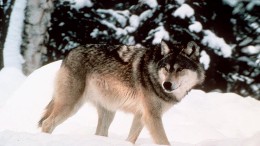 Wyoming Wolves.jpg